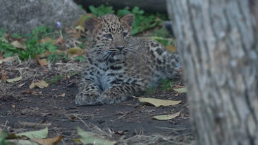 Crias de leopardo-da-Amur exploram habitat no primeiro dia no zoo de Chicago