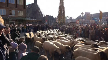 Ovelhas atravessam cidade alemã de Nuremberga a caminho das pastagens de inverno