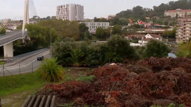 "Cenário moribundo e degradado": na Praça da Corujeira encontra-se um cemitério de árvores