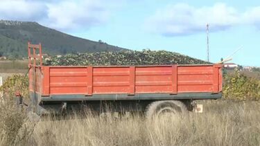 Produtores de azeitona de Trás-os-Montes queixam-se dos preços de compra dos lagares de azeite