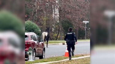 Cavalo em fuga leva a perseguição policial nos EUA
