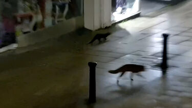 Amizade improvável: raposa e lontra dão passeio noturno pelas ruas do Reino Unido 