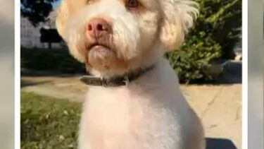 Cão eletrocutado no Príncipe Real em Lisboa. É o quarto no espaço de uma semana