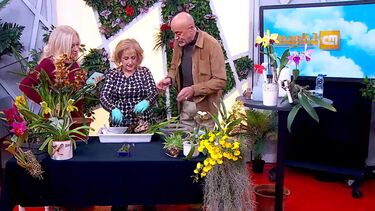 Aprenda a cuidar da sua orquídea no 'Manhã CM'