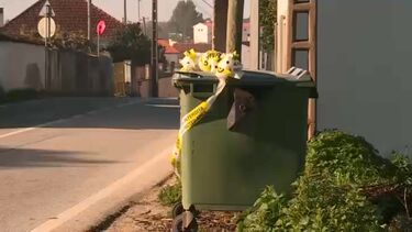 Jovem morre em despiste de motociclo no concelho de Porto de Mós