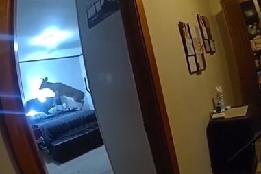 Ladrão de quatro patas surpreende polícia nos EUA 