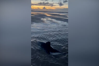 Mulher tenta ajudar tubarão encalhado em praia dos EUA 