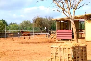 Égua e cria que foram roubadas de associação encontradas desnutridas em Loulé