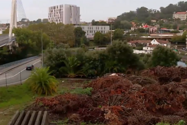 "Cenário moribundo e degradado": na Praça da Corujeira encontra-se um cemitério de árvores