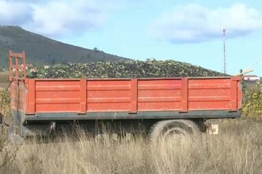 Produtores de azeitona de Trás-os-Montes queixam-se dos preços de compra dos lagares de azeite