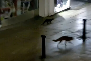 Amizade improvável: raposa e lontra dão passeio noturno pelas ruas do Reino Unido 