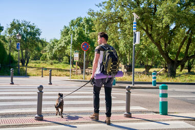 Mais um cão eletrocutado em Lisboa. Já é o 4.º só neste mês de novembro