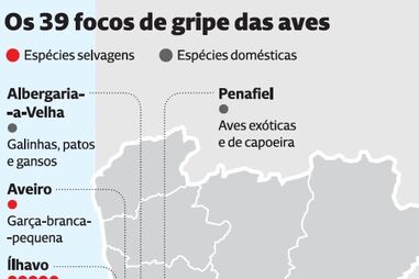 Mais casos de gripe aviária agrava risco de contágio a humanos 