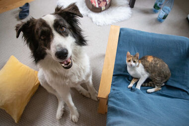 Animais de companhia