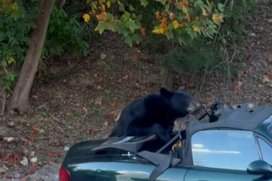 O momento em que urso destrói capota de Mazda MX-5 