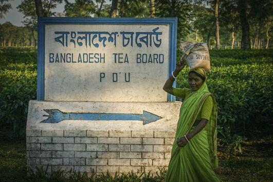 Bangladesh Tea Board promove o setor de chá em Sylhet e Srimongol