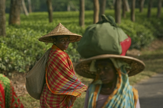 Mulheres trabalham nas plantações de chá em Sylhet e Srimongol, Bangladesh