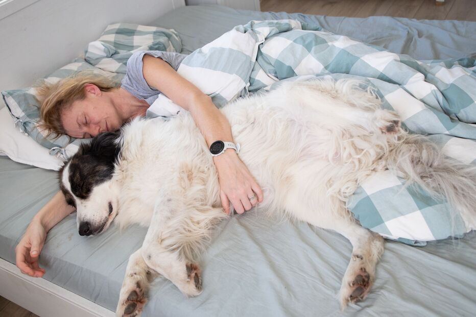 Será que é boa ideia dormir com os patudos? Fique com os prós e contras