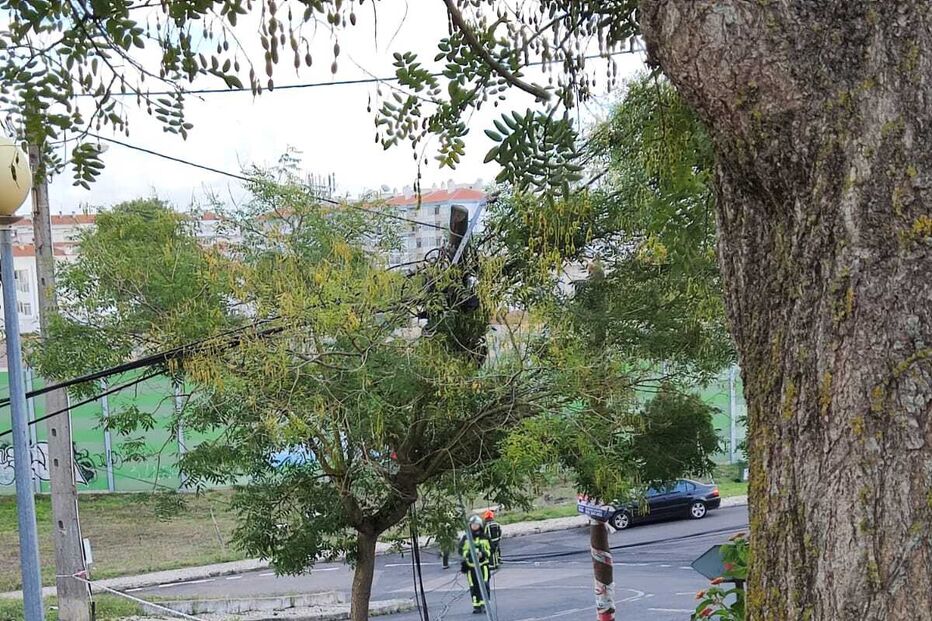 Bombeiros atuam após queda de postes e cabos elétricos em árvore, sem danos a edifícios