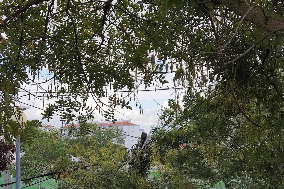 Queda de postes de eletricidade causa alerta perto das 13h30, com bombeiros no local