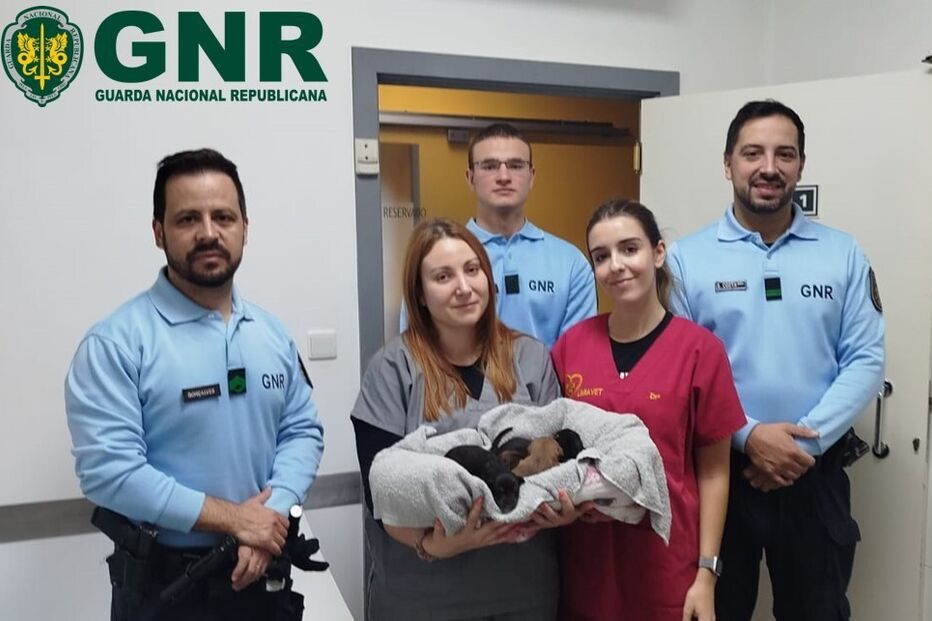 GNR resgata cinco cães recém-nascidos de poço em Ponte de Lima