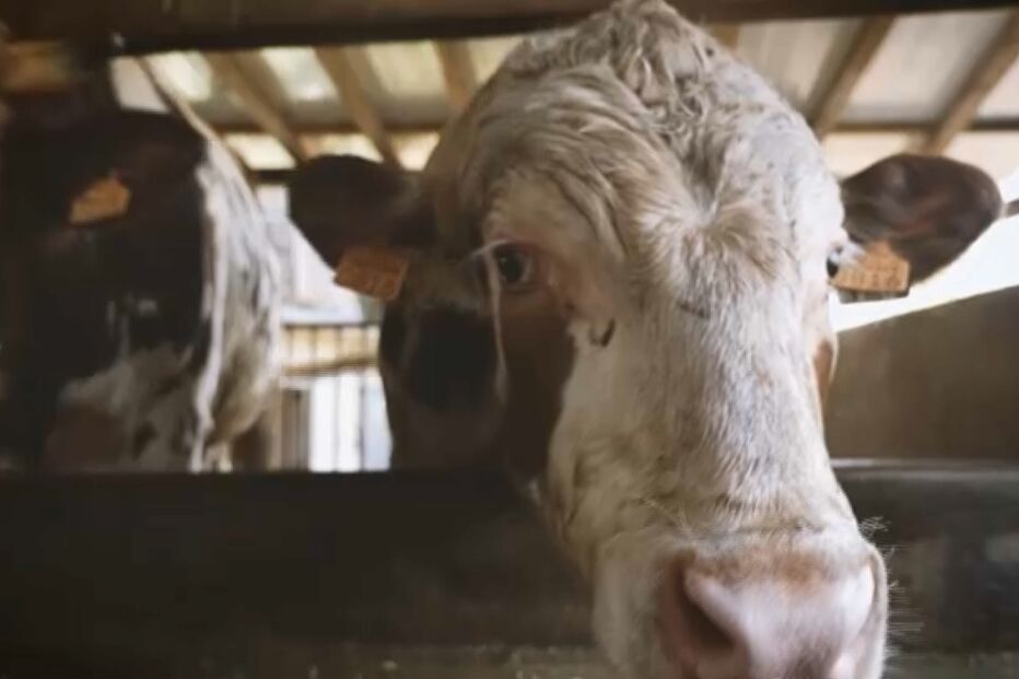Estação do TGV em Vila Nova de Gaia mudou de local e há quem possa ficar sem casa, terrenos e animais