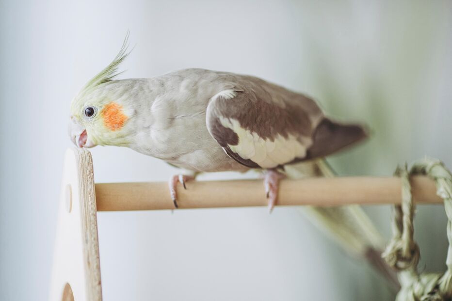 Caturra, um pet carismático e brincalhão, fácil de cuidar e popular em Portugal