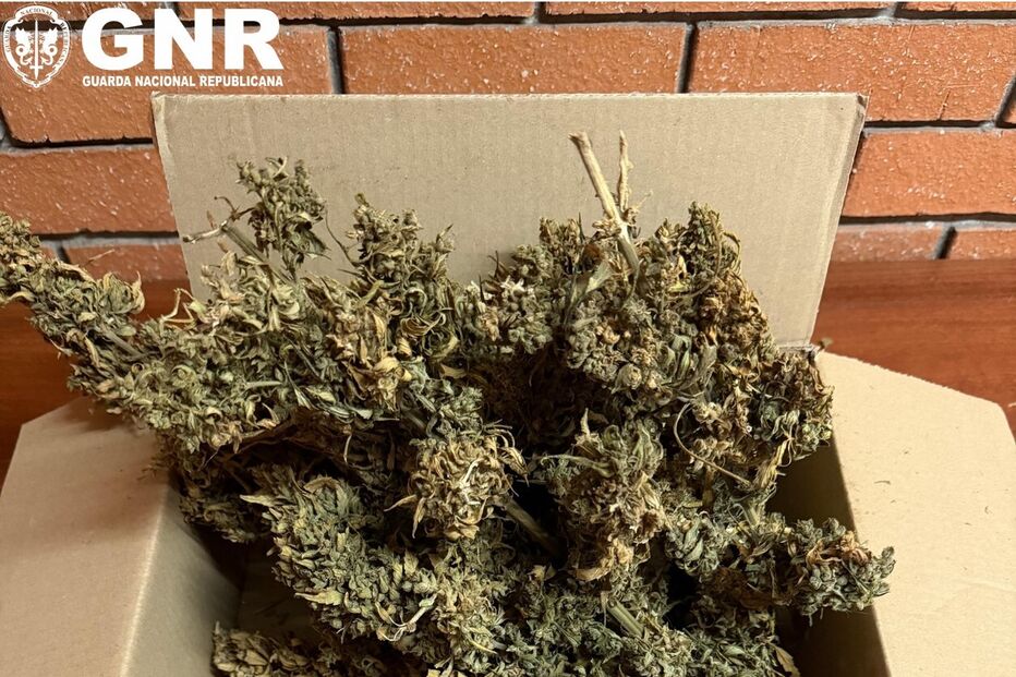 Mulher tinha plantação de canábis em casa