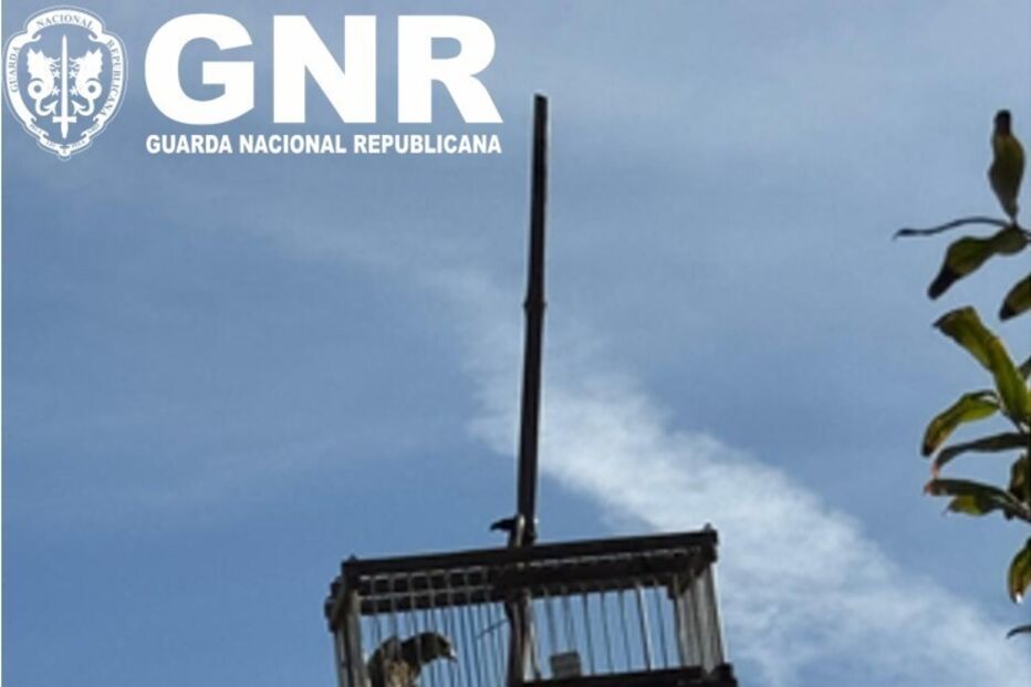 GNR apreendeu engenhos de captura ilegal
