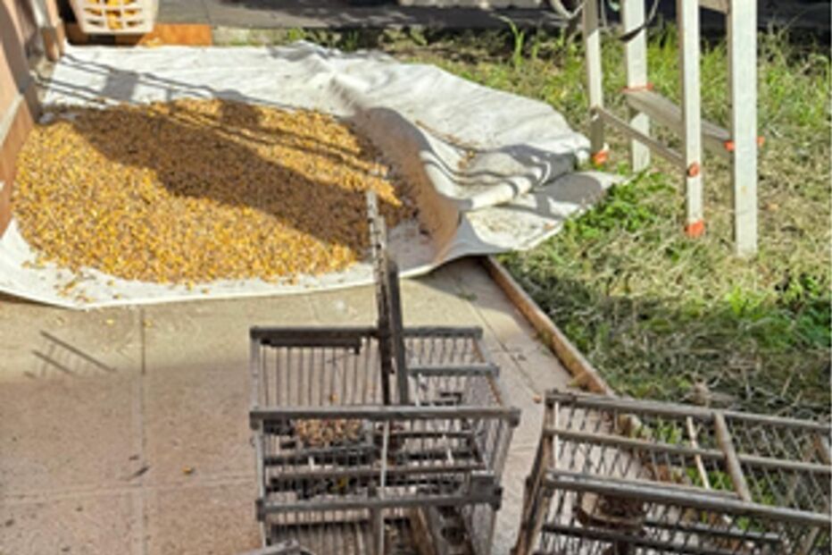 GNR apreendeu engenhos de captura ilegal