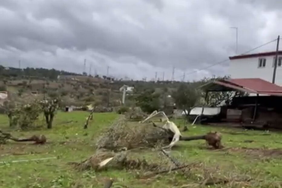 Campo destruído com árvores caídas após tempestade