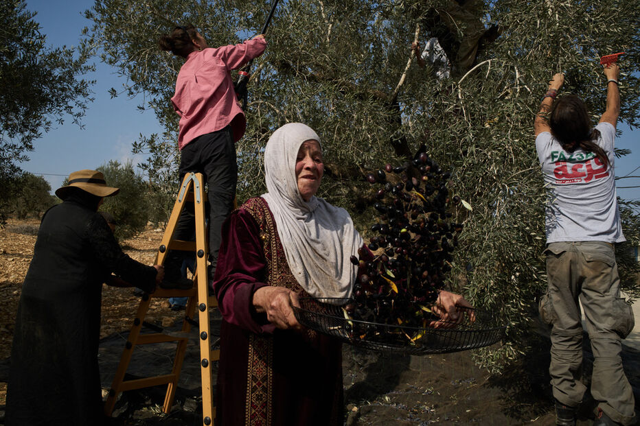 Apanha de azeitona na Cisjordânia enfrenta desafios com restrições impostas pelo exército israelita