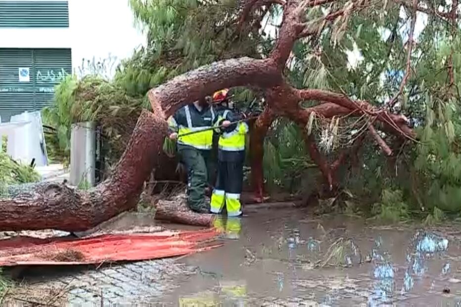 Faro: Vento forte derruba árvores e causa estragos na cidade