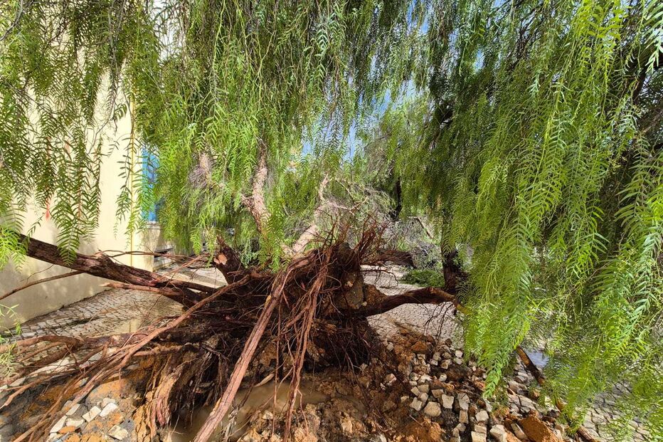 Vento forte provoca queda de árvores e estragos em Faro, afetando a região Sul