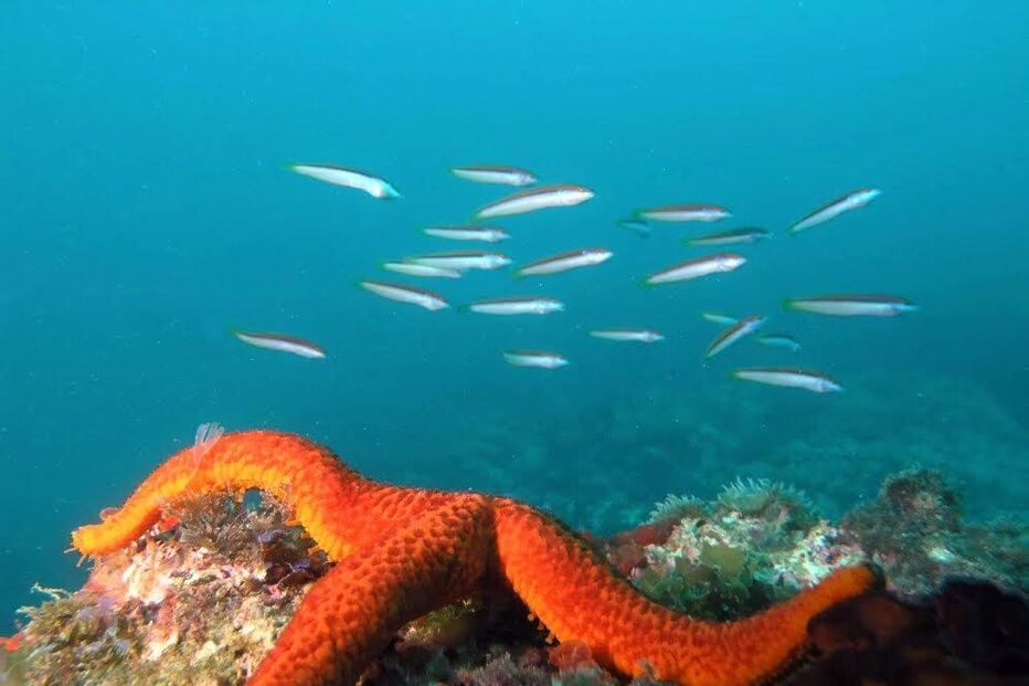 Descoberta de novas espécies no Parque Natural Marinho do Recife do Algarve - Pedra do Valado