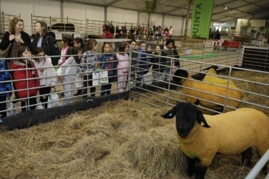 Crianças observam ovelhas numa exposição