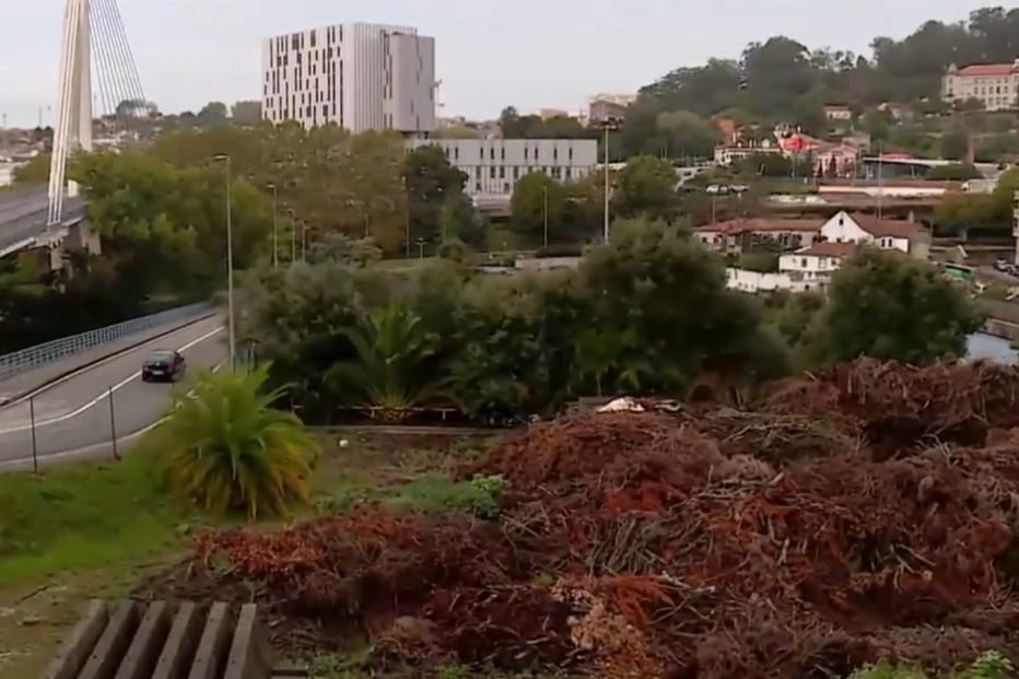'Cenário moribundo e degradado': na Praça da Corujeira encontra-se um cemitério de árvores