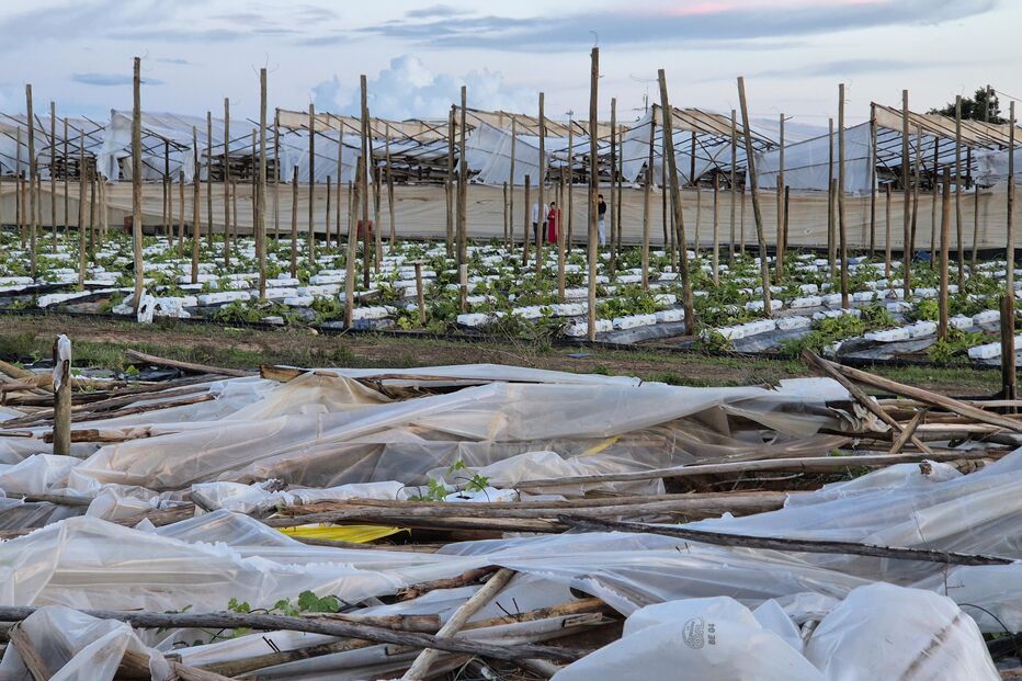 Tornado causa estragos na produção de citrinos em Lagoa