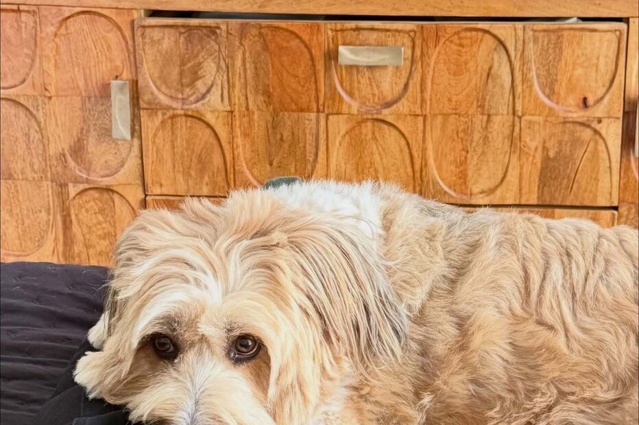 Um cão de pelo comprido castanho claro descansa numa cama perto de uma pessoa