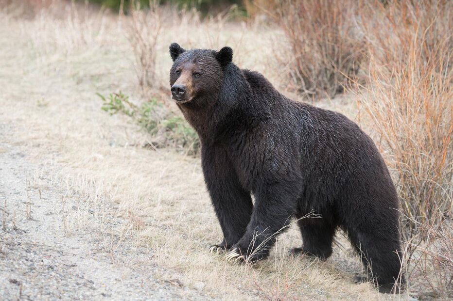 Ataque de urso a grupo escolar na Colúmbia Britânica, Canadá, faz 11 feridos
