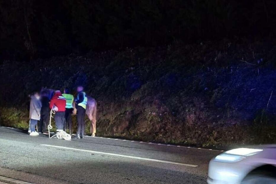 Carro colide contra dois cavalos na EN105 em Santo Tirso