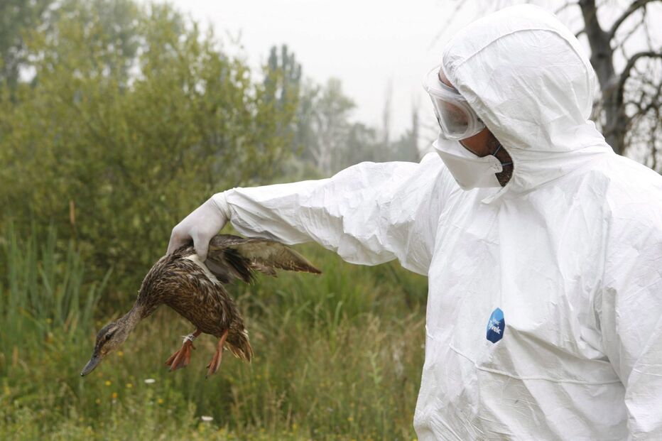 Gripe aviária agrava risco de contágio em humanos, dizem cientistas franceses