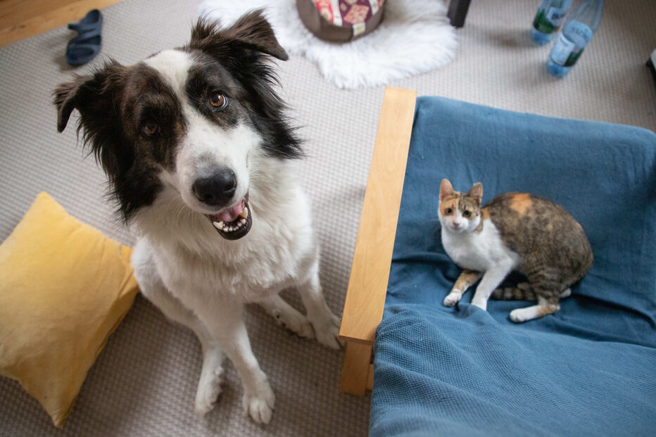 Registo eletrónico de animais ganha reforço de 300 mil euros no Orçamento de Estado