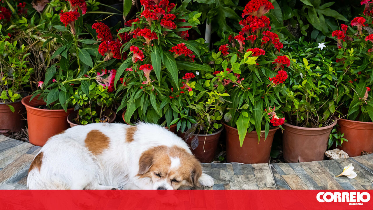 As temperatures continue to fall, the question arises: can dogs continue to sleep in the garden?