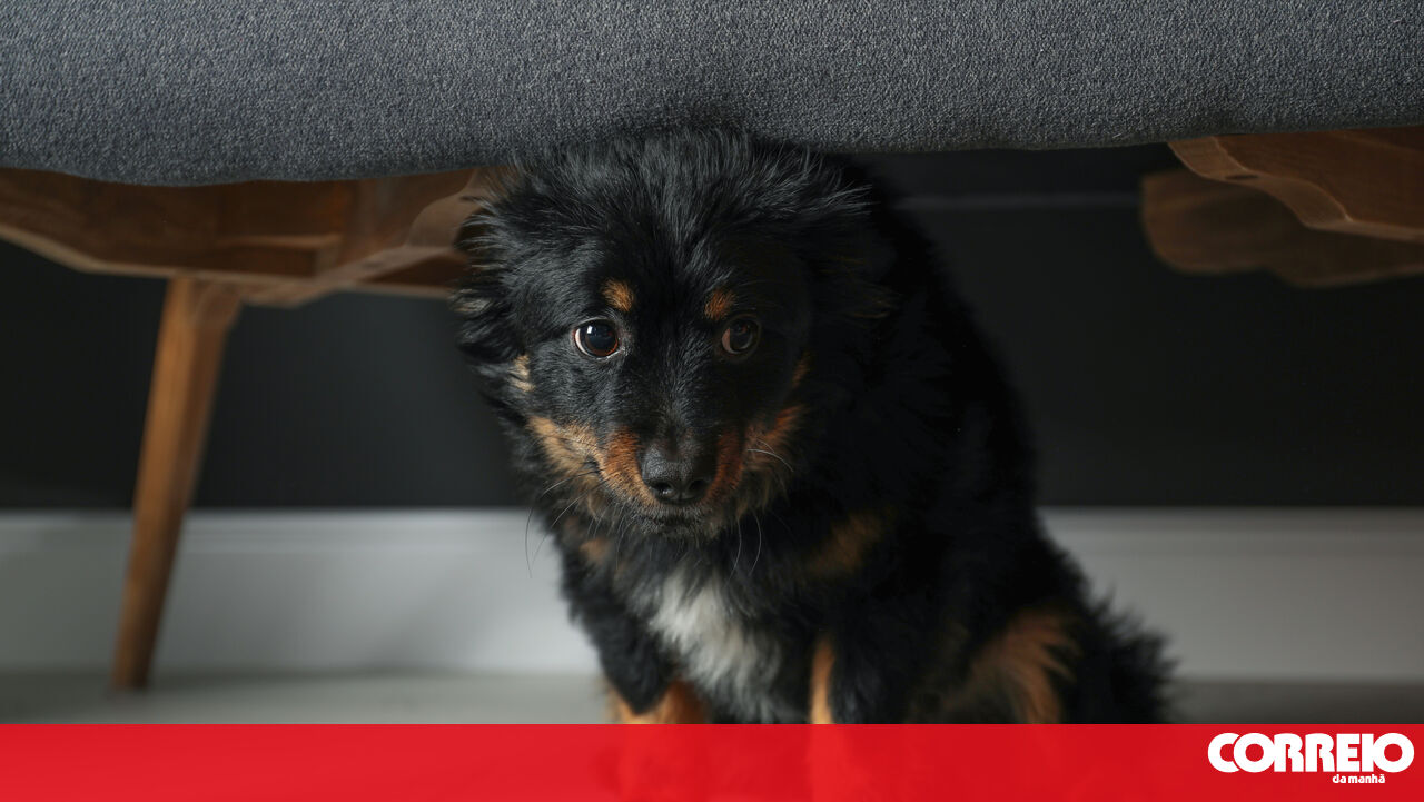 Have a stress-free New Year's Eve. Follow these tips to prepare your pet for fireworks