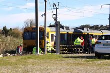 Comboio atropela mortalmente rebanho de 100 ovelhas em Montemor-o-Velho