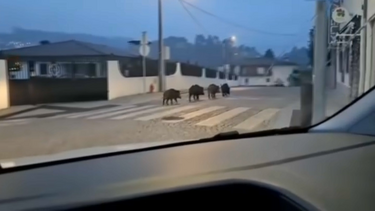 Javalis assustam moradores na Trofa. Junta de freguesia apela à calma ao avistar os animais