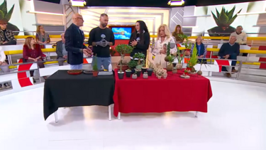 Tem suculentas e não sabe como cuidar delas? Veja este vídeo