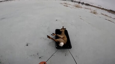 Pescador russo resgata veado preso em lago congelado  