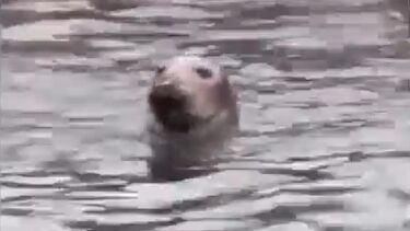 O momento em que foca-cinzenta é avistada na marina de Cascais  